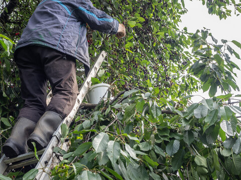 Senior Man Harvesting Fresh Cherries From Tree With Bucket and Ladder