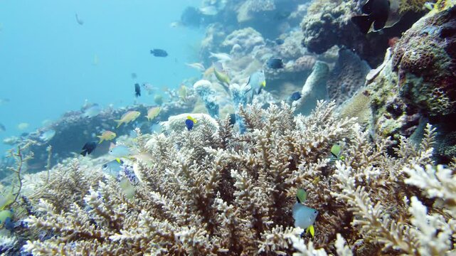 Tropical fishes and coral reef at diving. Beautiful underwater world with corals and fish. Leyte, Philippines.