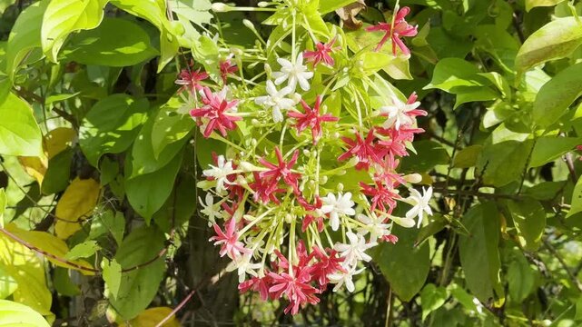 Combretum indicum flower, white and orange mixed color flower, natural