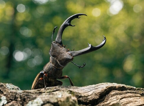 Majestic stag beetle raising oversized mandibles on weathered tree stump in soft green forest bokeh, dramatic macro wildlife portrait of rare insect strength and woodland biodiversity
