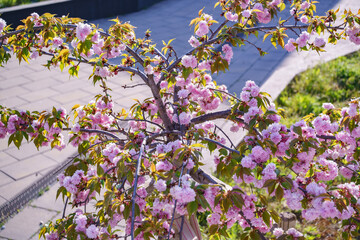 Obraz premium small ornamental Japanese cherry tree covered with abundant pink double blossoms brightens an urban landscape during spring