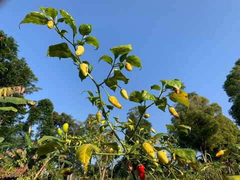 Fresh yellow chili peppers growing on the plant tree with  clear blue sky background. 