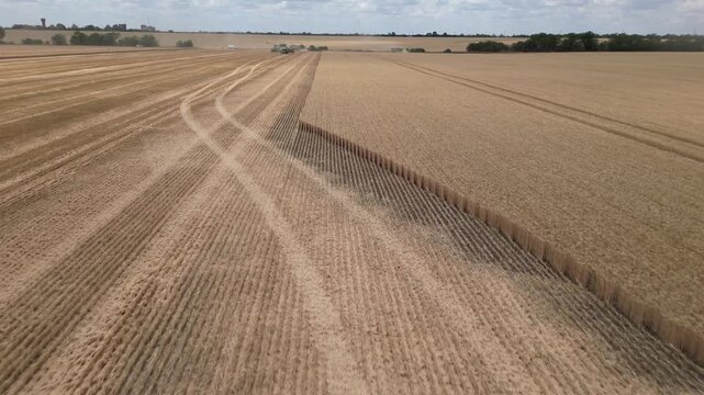 Drone footage capturing multiple combine harvesters harvesting a vast wheat field in coordinated formation during the summer harvest season