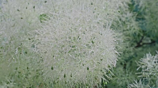 Grassy exotic sumach flower. Natural flower plant. Flora nature. White blooming flower in nature. Sumach flower. Flowering nature closeup. Macro of flowering sumach plant