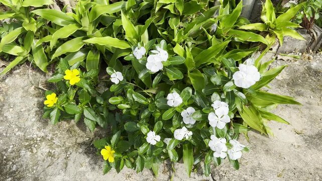 White Madagascar Periwinkle Flower