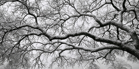 Obraz premium Snow-covered branches against a winter sky