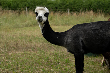 Fototapeta premium alpaka tier natur lama