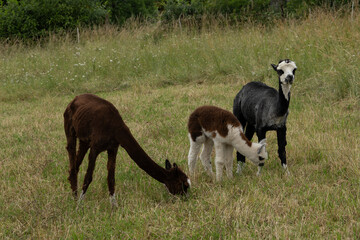Fototapeta premium alpaka tier natur lama familie