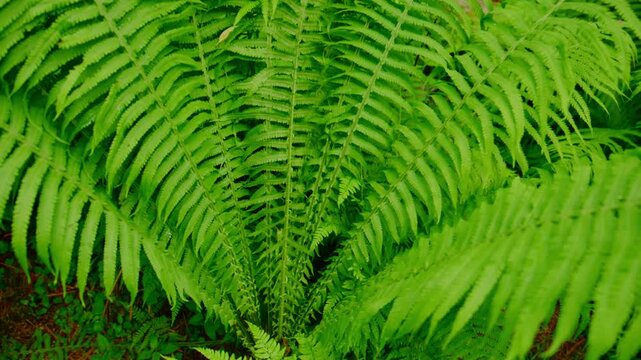 Vibrant green fern fronds fill the frame, showcasing intricate leaf patterns. Delicate, feathery leaves radiate from central stems. Rich forest background hints at lush, damp woodland