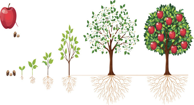 Life cycle of an apple tree infographic showing the growth stages from a single seed to a mature fruit-bearing tree.