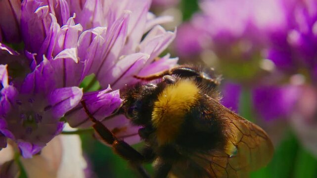 Bumblebee gathers nectar from purple chive flower. Close-up view highlights bee's fuzzy body and busy activity. Sunlight glows through petals, enhancing floral textures