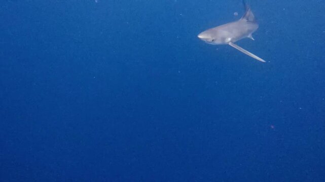 Blue Shark Swimming With Pilot Fish in Open Ocean