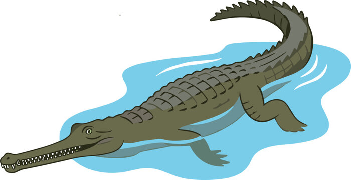 Gharial Crocodile Vector Illustration Featuring Critically Endangered Indian Snouted Reptile Swimming in Water for Wildlife Conservation and Nature Graphic DesignsGharial Crocodile Vector Illustration