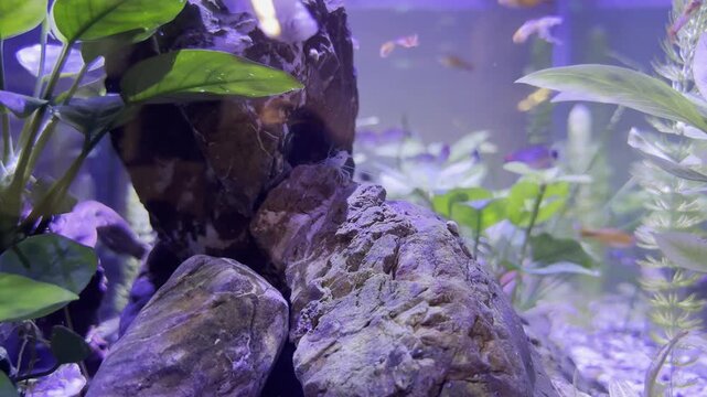 Transparent amano shrimp rests on textured surface of large aquarium rock while colorful guppy fish swim in blurred background near green water plants.