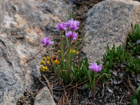 Geyer's Onion (Allium geyeri) Blooming Among Alpine Rocks on Niwot Ridge, Indian Peaks Wilderness, Colorado