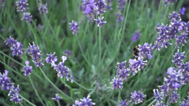 Flowering lavender bushes with lilac flowers pollinated by a large striped bumblebee in summer on a garden plantation as a concept of ecological cultivation of medicinal and cosmetic herbs independent