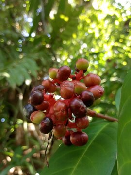 Cluster of red and purple leea rubre berries on tree in tropical forest 