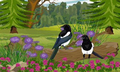 Obraz premium Eurasian magpie Pica pica vector illustration of two birds sitting on log in forest glade among wild flowers and clover Meadow nature background for wildlife and ornithology design concepts