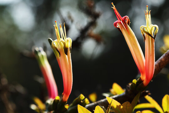 Mistletoe, a group of parasitic plants in the family Loranthaceae, are plants that attach themselves to and feed on the sap of the branches of large trees.