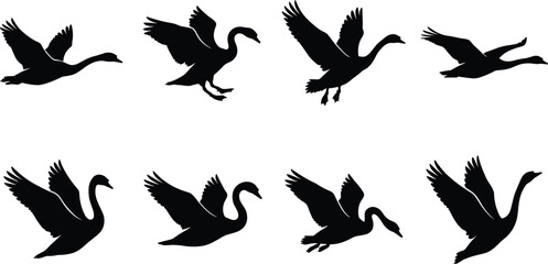 Vector silhouette set of flying swans and geese in different flight poses isolated on white background © Rezoara