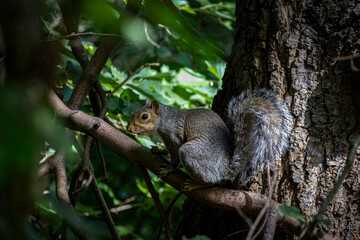 Fototapeta premium squirrel on a tree