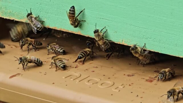 Static shot of a bee flying in with blurred wings to land at the hive.