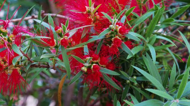 Red bottlebrush flower blooming on green bush in garden, callistemon plant closeup, vibrant spring nature, exotic flora, botanical beauty concept.