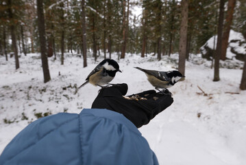 Wild birds feeding from a human hand in a winter forest. Outdoor adventure, tits sitting on a human hand with seeds. Close-up human and wildlife interaction, snowy woodland background, natural light. © Anna
