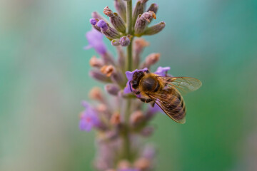 close up of a honey bee (Apis mellifera) in the process of collecting nectar on a lavender flower © czamfir