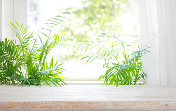 Green indoor palm plants on a wooden table against a bright sunny window