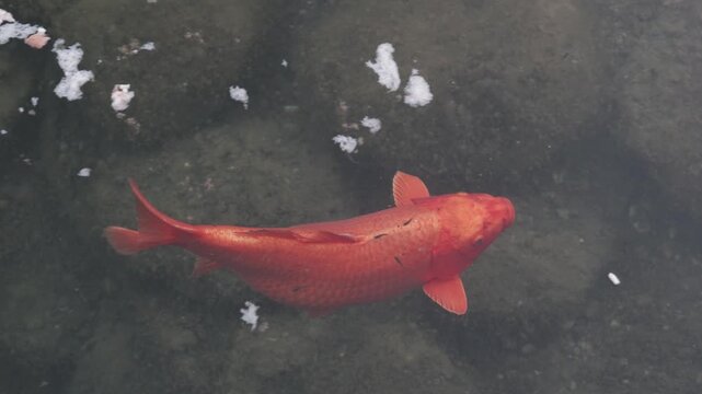 dragon fish swimming in clear water of tropical lake