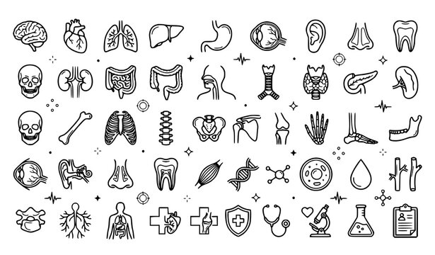 Medical anatomy and healthcare icons set