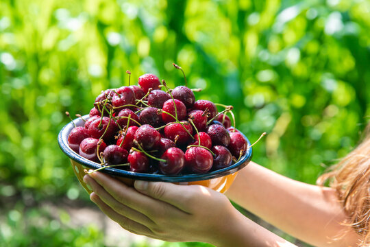 Child with cherries in the garden. Selective focus.