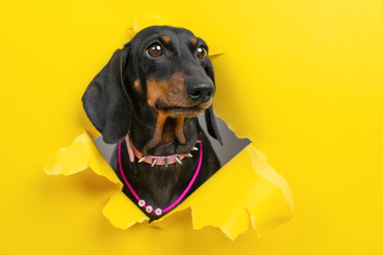 Black dachshund dog in pink choker and beaded necklace breaking through torn yellow paper hole, glamorous pet peeking through bright background, feminine fashion concept for banner