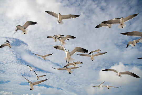 Seagull bird observing the water. Sea gull with beak and feather. Laughing Gull. Seagull sitting outdoor. Laughing seagull at the sea. Seagull near water. Sea gull bird. Fauna and nature. Soaring gull