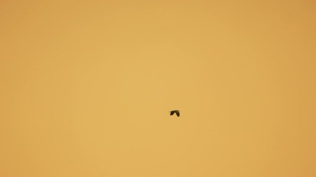 Lone heron flying through a vast golden evening sky in nature. Static shot with minimal movement focusing on the distant bird in flight.