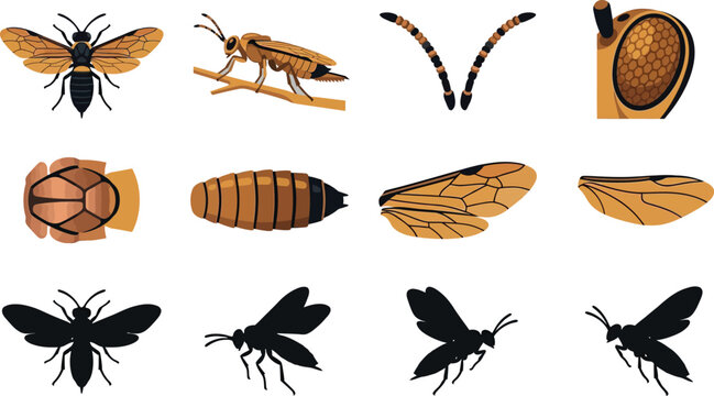 Detailed biological collection of wasp anatomy featuring wings, body segments, antennae, and silhouette illustrations