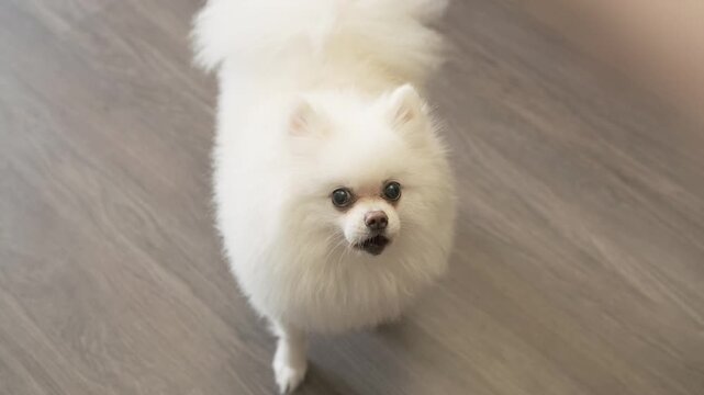 white spitz barks and spins showing talkative nature. excitable spitz guards territory with loud voice. vocal spitz demands attention through protective barking