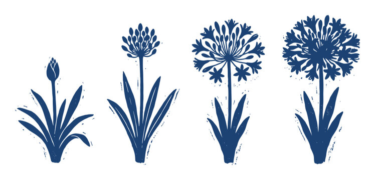 Blue Agapanthus flower silhouette design showing different growth stages, useful for botanical diagrams, garden design