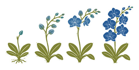 Fototapeta premium Blue orchid plant growth stages illustration set