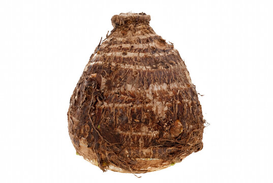 Single raw taro root vegetable with fibrous brown skin