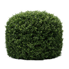 Obraz premium Boxwood shrub plant foliage round bush isolated on a transparent background perfect for garden design and architectural landscaping projects
