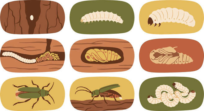 Detailed life cycle of a wood boring beetle showing larvae tunneling in wood and pupation within a wooden cell