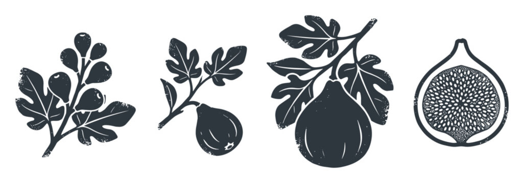 Dark fig silhouette vector illustrations, rustic botanical elements for fruit packaging, label design, recipe content