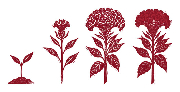 Red Celosia flower illustrations depicting growth stages with a stylized block print texture, ideal for botanical study