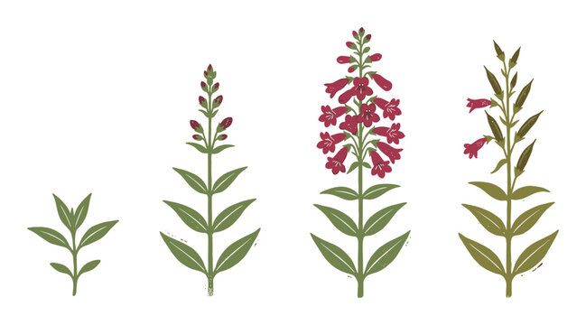 Red Penstemon flower plant lifecycle illustration depicting four growth stages with green leaves and red bell-shaped flowers for botanical