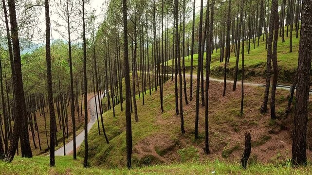 White Car Driving Down Winding Asphalt Road Through Dense Pine Forest