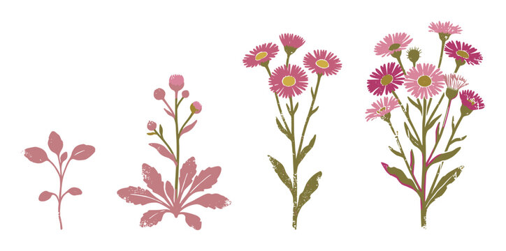 Pink Erigeron plant growth stages illustration, botanical art with distressed texture showing life cycle