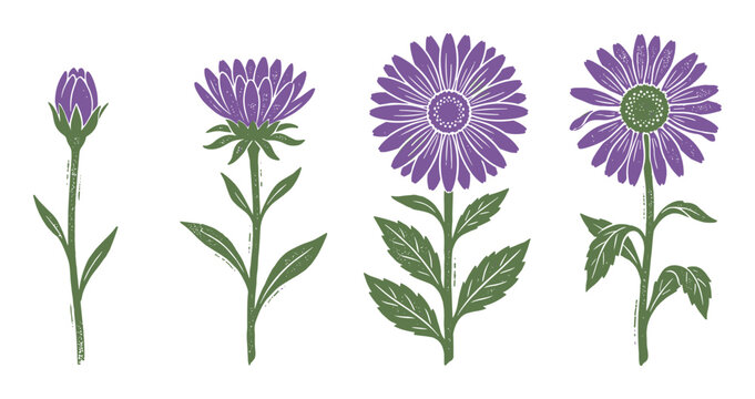 Purple aster flower illustrations showing four distinct blooming stages in a simple silhouette design, ideal for botanical art
