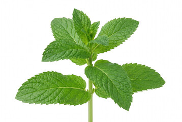 Fresh Green Mint Sprig with Vibrant Textured Leaves © Nadira